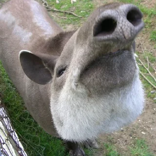 🐽