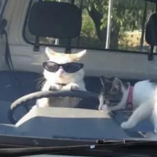 😎