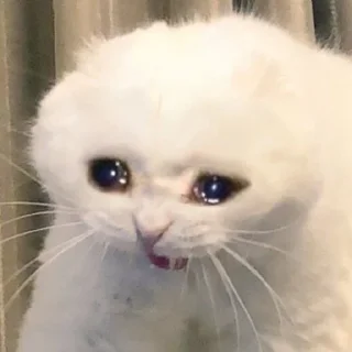 😭