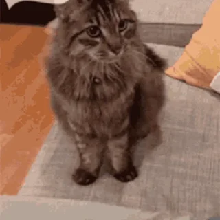 🐱