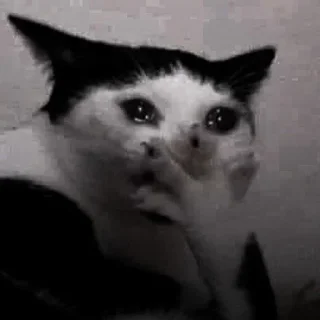 🐈‍⬛