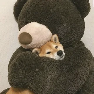 🐻