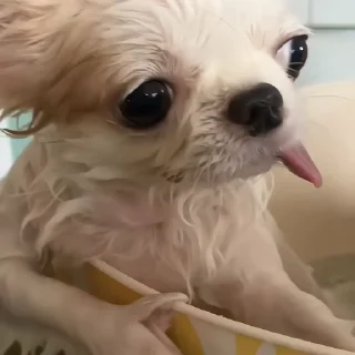 🐶