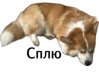 💤