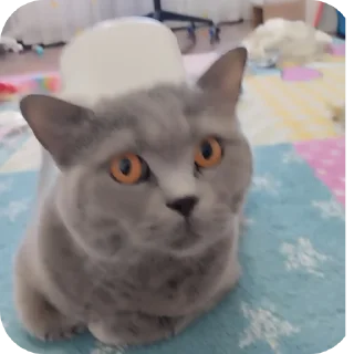 🐱