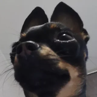 🐰