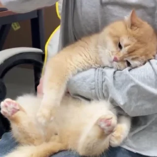 🐱