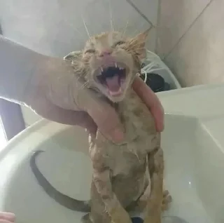 cats emmossi :: @fStikBot