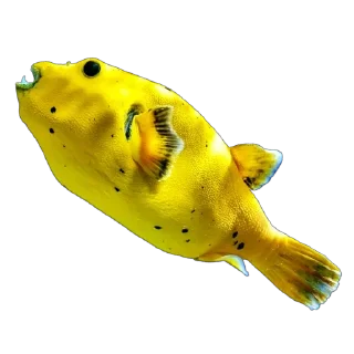 🐠