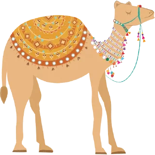 🐪