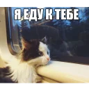 Котеечные дела