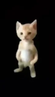 🐱