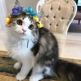 🐱