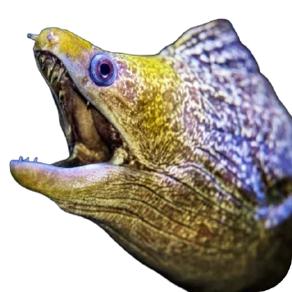 🐡