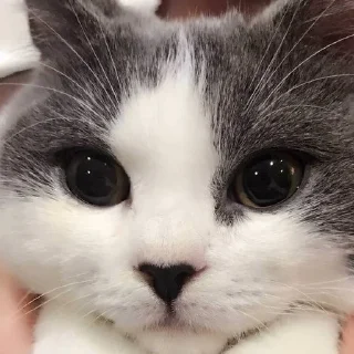 Всратые морды котов (@cheapdevice)