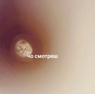 🥸
