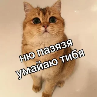 🐈