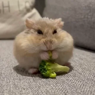 🥟