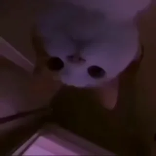 🐱