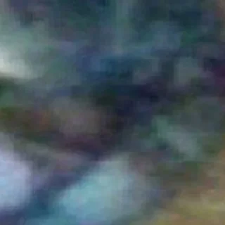 🐱
