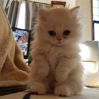 🐱