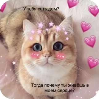 Милые котики mrrrrr