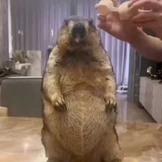 🦫