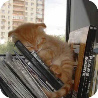🐱