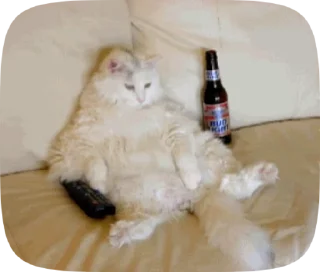 😺