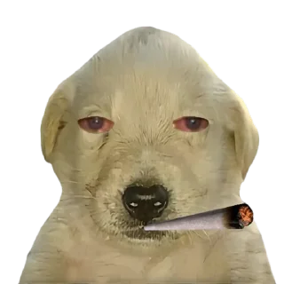 😶‍🌫️