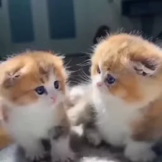 🌟