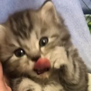 🥺