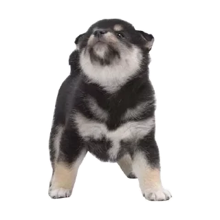 🐶