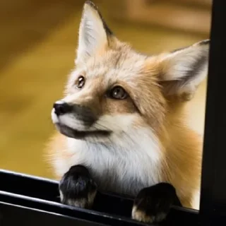 🦊
