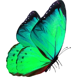 🦋