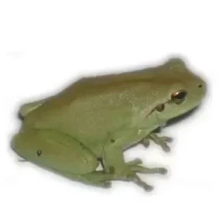 🐸