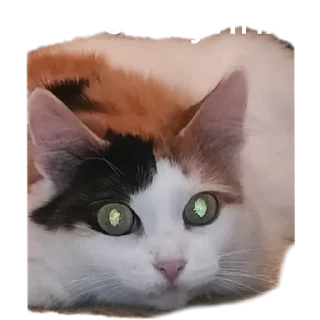 🤨