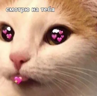 😻