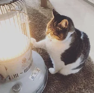 🐈