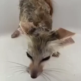 🦊