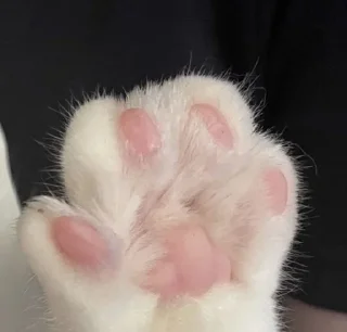 🐶