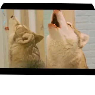 👍