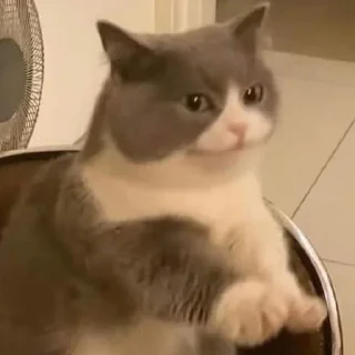 🗿