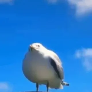 🐥