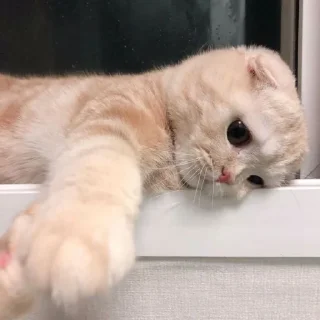 🐱