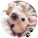 🐶