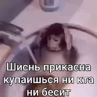 🐵
