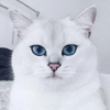 ⇢ 𝘾𝙤𝙗𝙮 𝙏𝙝𝙚 𝘾𝙖𝙩 | @AquaStickers @CatGlad 💎