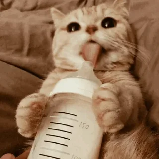 🐾