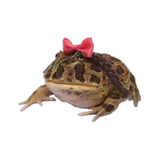 🎀